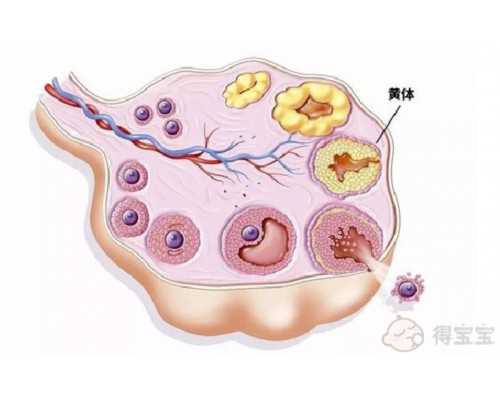 五年未孕也能懷上！揭秘五年不孕夫婦的試管助孕成功率與秘訣